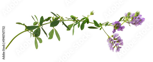 Purple flowers and green leaves of lucerne (Medicago) isolated on white or transparent background