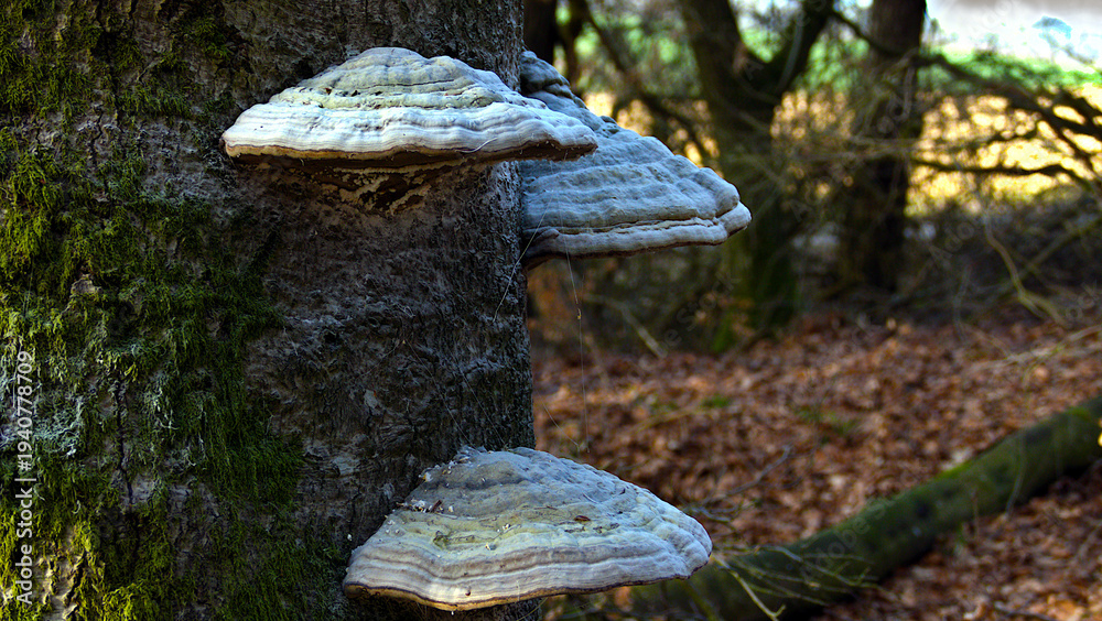 Fototapeta premium A tree fungus on a tree trunk.
