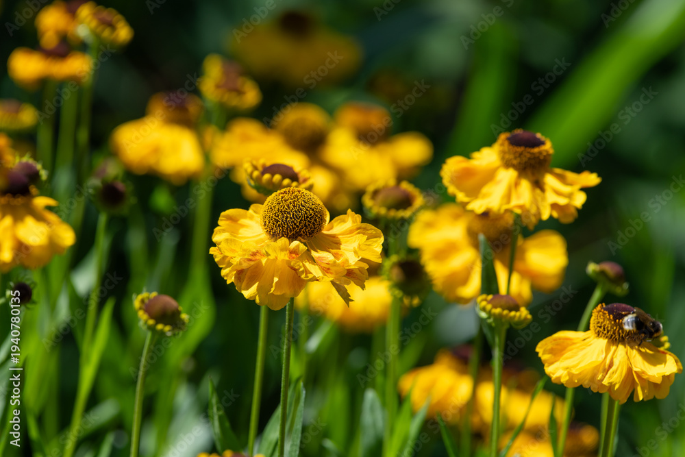 custom made wallpaper toronto digitalClose up of common sneezeweed (helenium autumnale) flowers in bloom