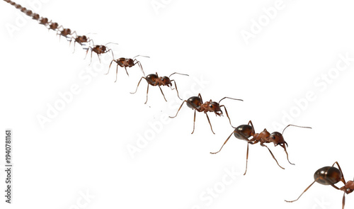 Worker ants png marching ant insects png transparent background image