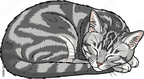 American Shorthair cat curled up sleeping relaxed illustration