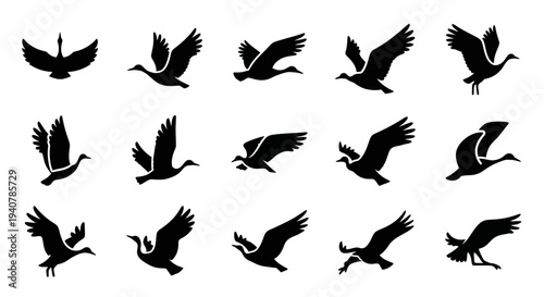 Collection of birds in various flying poses illustrated in silhouette against a plain background from different viewpoints