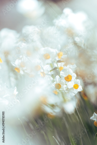 白く輝くスイセン