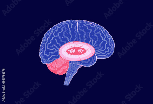 Artistic Representation of a Human Brain Showing Intricate Neural Patterns and Complex Cerebral Structures Against a Dark Background