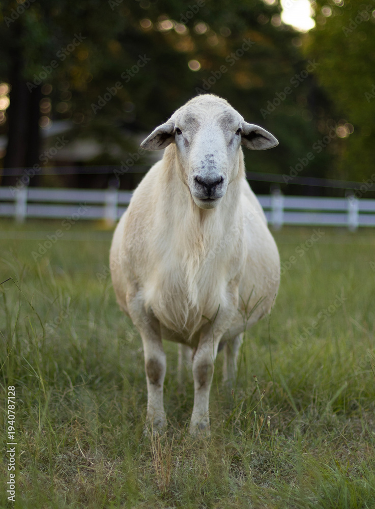 Obraz premium Large white sheep ram on a pasture