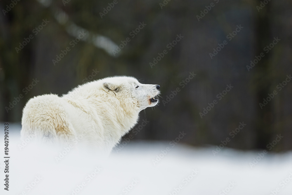 Naklejka premium White Wolf Canis lupus howling softly in snow before dark forest backdrop