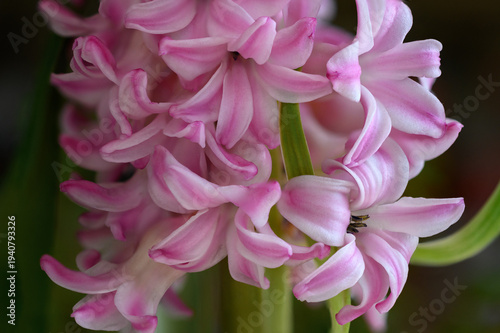 Pink Hyacinthus in the spring garden. A bulbous ornamental flowering plant. Flowers with a strong aroma.