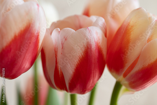 Spring flowers, tulips. Bouquet of spring flowers, red and white tulips.