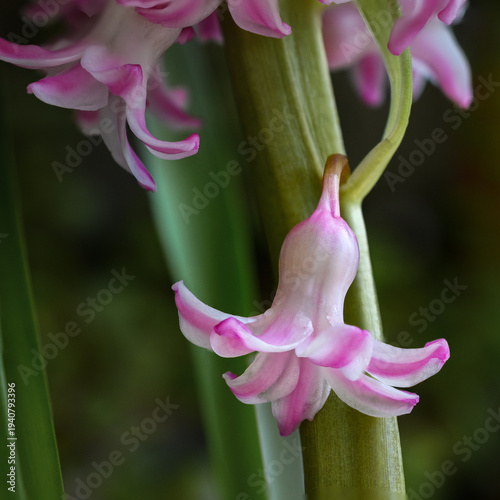 Pink Hyacinthus in the spring garden. A bulbous ornamental flowering plant. Flowers with a strong aroma.