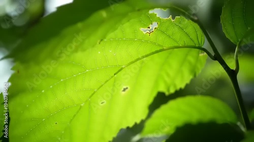 Wallpaper Mural Sunlit green leaf with small holes. Torontodigital.ca