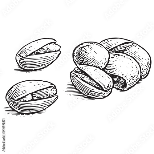Pistachio Nuts Snack Illustration – Vintage Engraved Healthy Nut Food Drawing