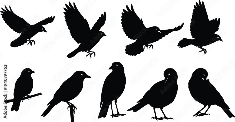 Obraz premium Bird vector silhouettes isolated on transparent background