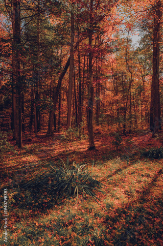 Schilderij op canvas Fall