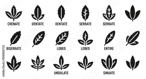 Collection of various black leaf illustrations with different margin types displayed on a white background from a straightforward viewpoint