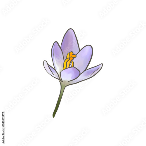 purple spring crocus flower illustration on transparent background