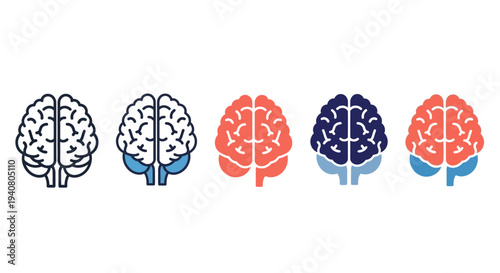 Illustration of human brain anatomy in various colors, showcasing cerebral structure from a frontal view