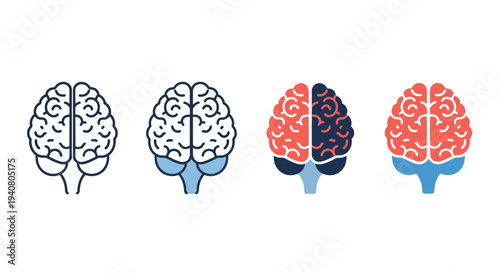 Illustration of brain anatomy stages showing progressive coloring from empty to fully colored