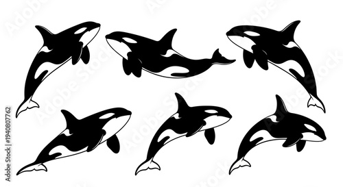 Group of Orca Whales Swimming in Ocean, Killer Whale Pod, Marine Mammals