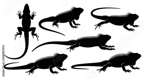 Iguana Silhouettes Collection: Various Poses of Reptile Wildlife