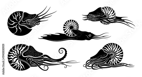 Nautilus Shells Collection: Vintage Style Illustrations of Marine Life