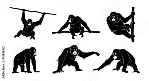 Orangutan Silhouettes: Set of Six Poses of Great Ape in Black and White
