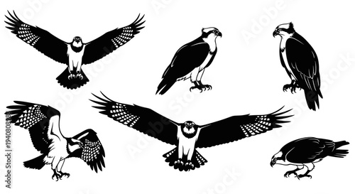 Osprey Bird Collection: Flying, Perched, and Hunting Poses