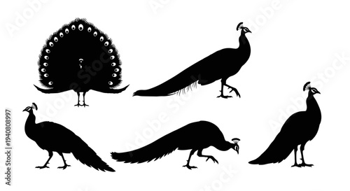 Peacock Silhouette Collection: Elegant Bird Poses in Black and White