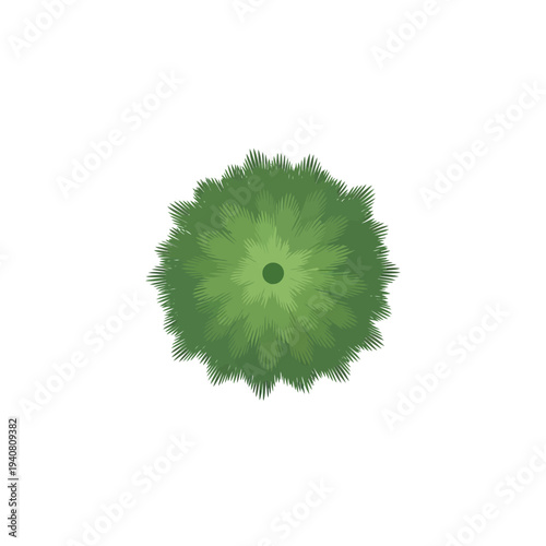 Top-down view of a lush green coniferous tree, symbolizing nature and growth