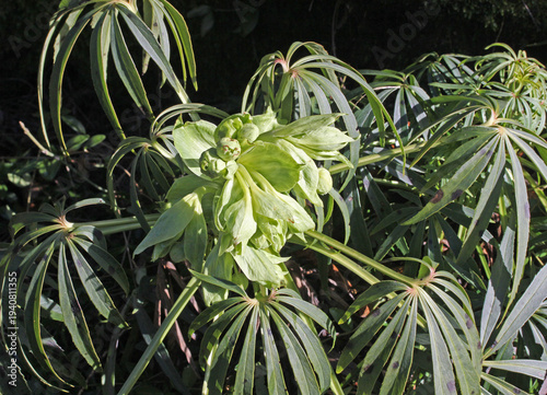 Fotografi elleboro fetido (Helleborus foetidus) dalle grandi foglie palmate