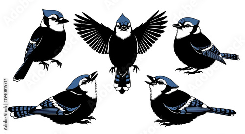 Blue Jay Collection: Flying, Perched, and Singing Birds