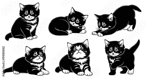 Adorable Black and White Kittens Playing and Posing in Various Cute Poses