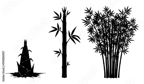 Bamboo plant development stages from sprout to mature bamboo vector