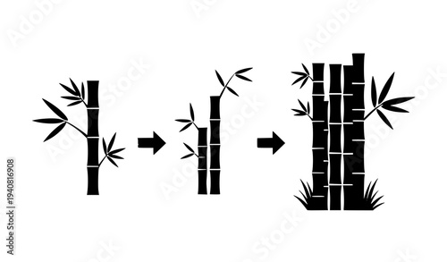 Bamboo growth progression stages botanical plant development vector