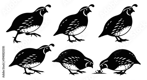 Quail Birds Silhouette Set: Walking, Standing, Foraging - Vector Illustration