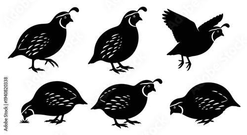 Quail Silhouette Collection: Various Poses of Game Birds in Black and White