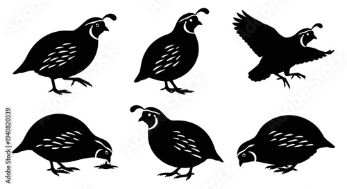 Quail Silhouette Collection: Various Poses of Birds in Flight and on Ground