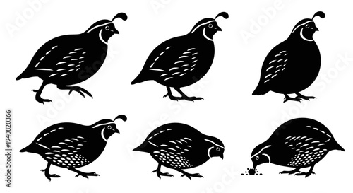 Quail Silhouette Set: Six Poses of Black Birds on White Background