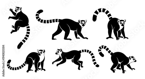 Ring-tailed Lemur Collection: Six Poses of Madagascar Primate