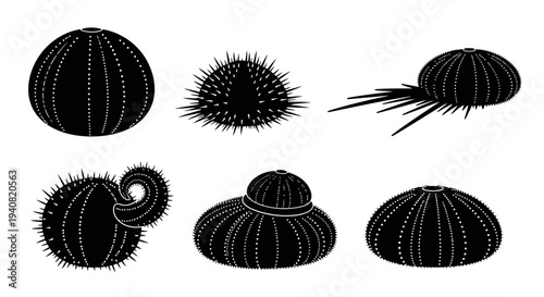 Sea Urchin Silhouettes: Diverse Spiny Echinoderm Marine Life Collection