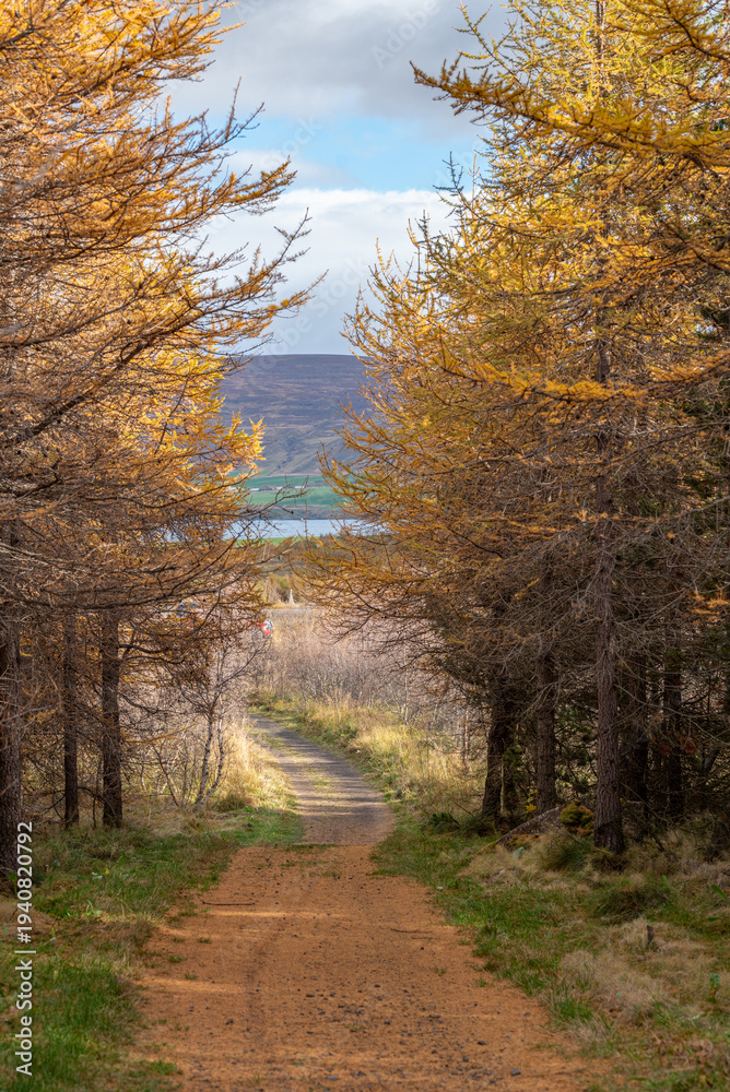 Fototapeta premium Hiking path through the Halsaskogur forest in Iceland