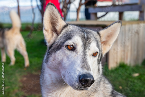 Alaskan husky dog in the garden in Iceland