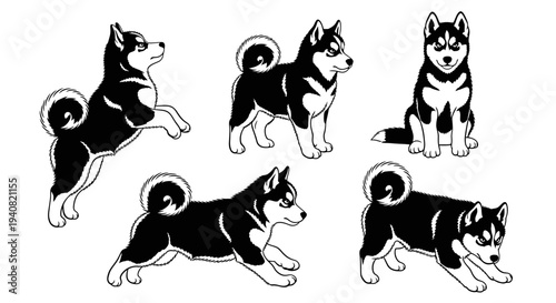 Set of Black and White Husky Dog Poses, Vector Illustrations