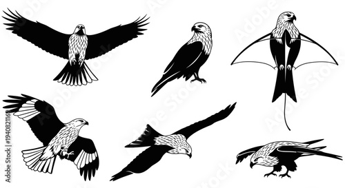 Set of Black and White Illustrations of Birds of Prey in Various Poses