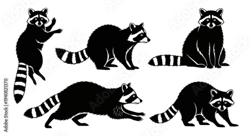 Set of Black and White Raccoon Silhouettes in Various Poses