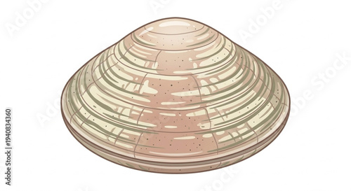 Vector illustration of fresh closed clam or seashell isolated on white
