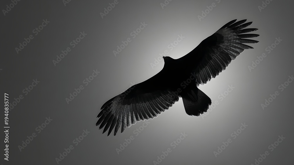 Obraz premium Silhouette of a majestic vulture soaring against a bright sunlit sky.