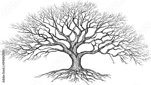 A detailed black and white illustration of a large tree with expansive branches and visible roots
