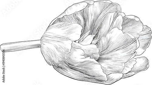 Monochrome illustration of a tulip in full bloom, showcasing detailed linework, textured petals, and a stem