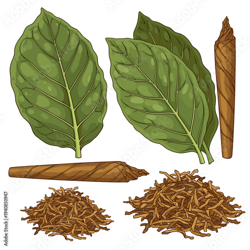 Tobacco leaves with cigar and shredded tobacco illustration