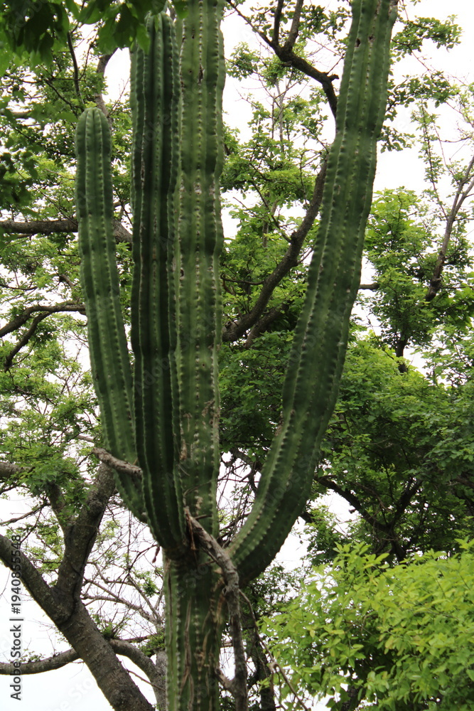 Fototapeta premium Close-up of deep green columnar stems, botanical detail of the organ pipe cactus in its natural habitat.